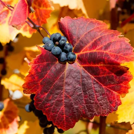 Moor-rosl Hotel apartamentowy Gamlitz