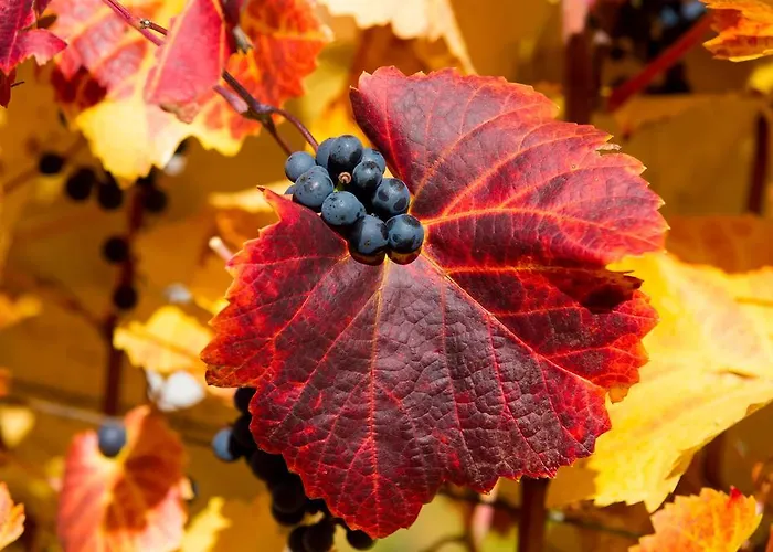 Moor-rosl شقة فندقية غامليتز